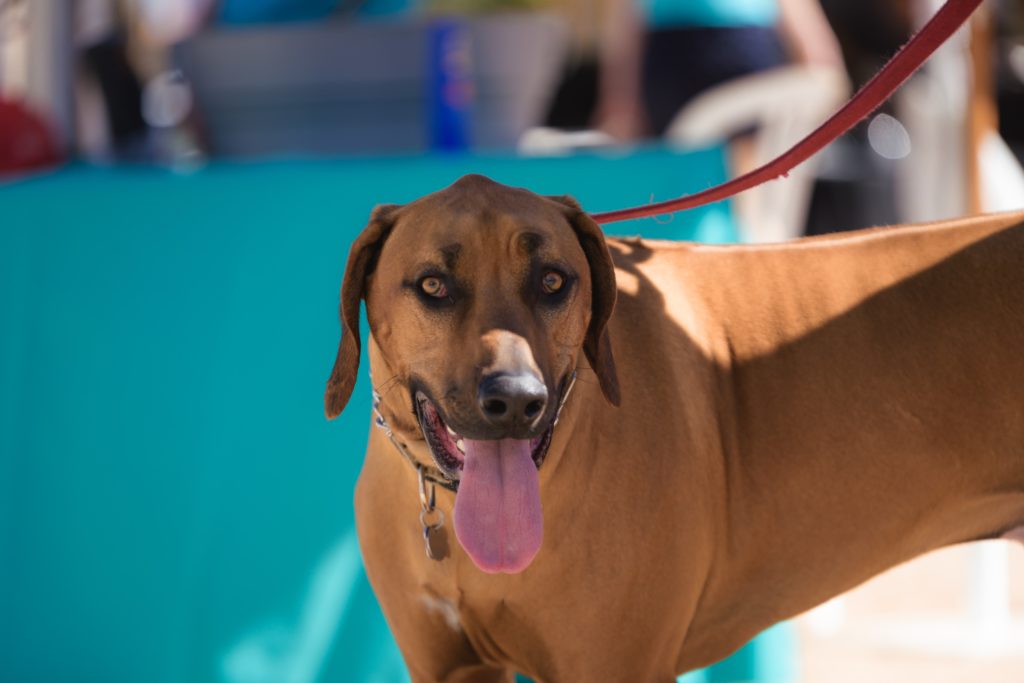 38 North grand-opening Yappy Hour