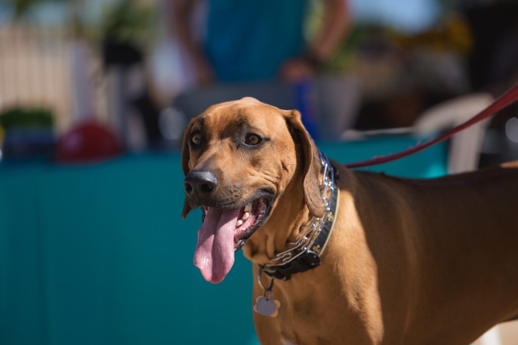38 North grand-opening Yappy Hour