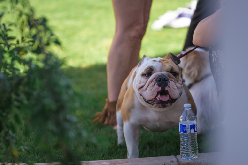 38 North grand-opening Yappy Hour