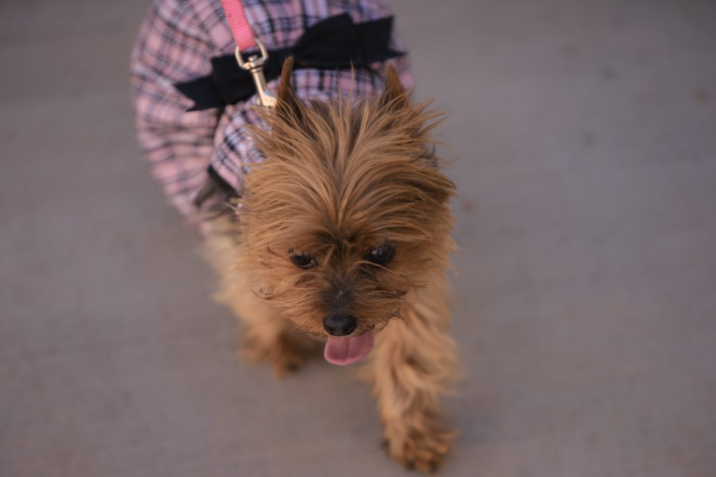 38 North grand-opening Yappy Hour