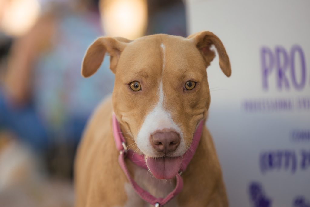 38 North grand-opening Yappy Hour