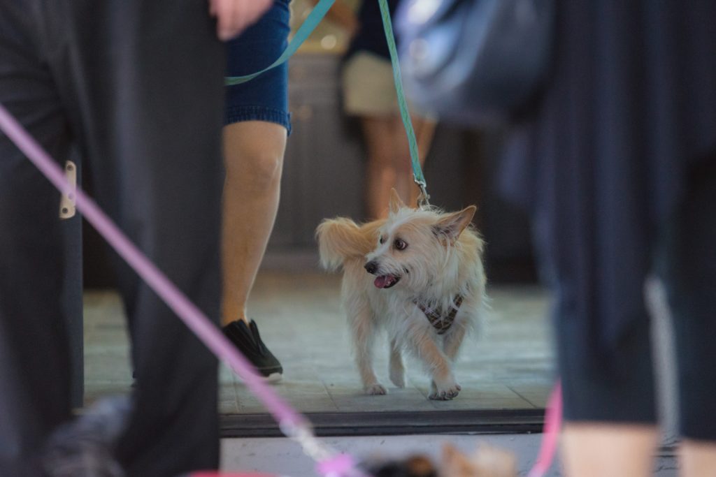 38 North grand-opening Yappy Hour