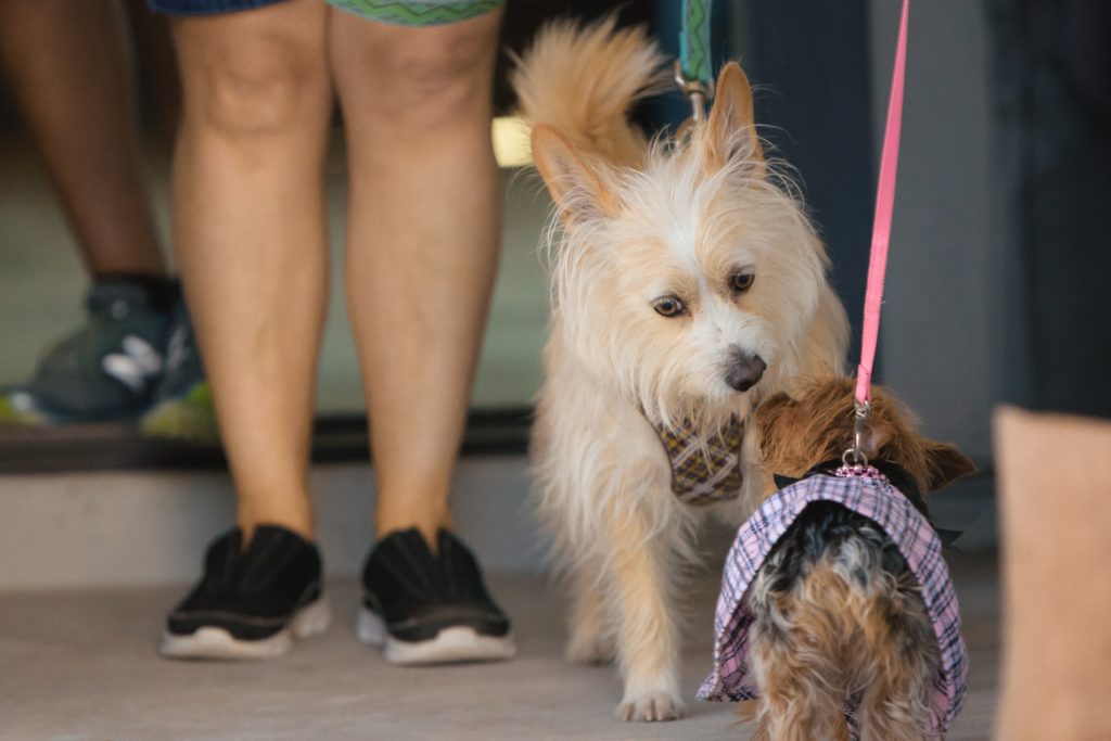 38 North grand-opening Yappy Hour