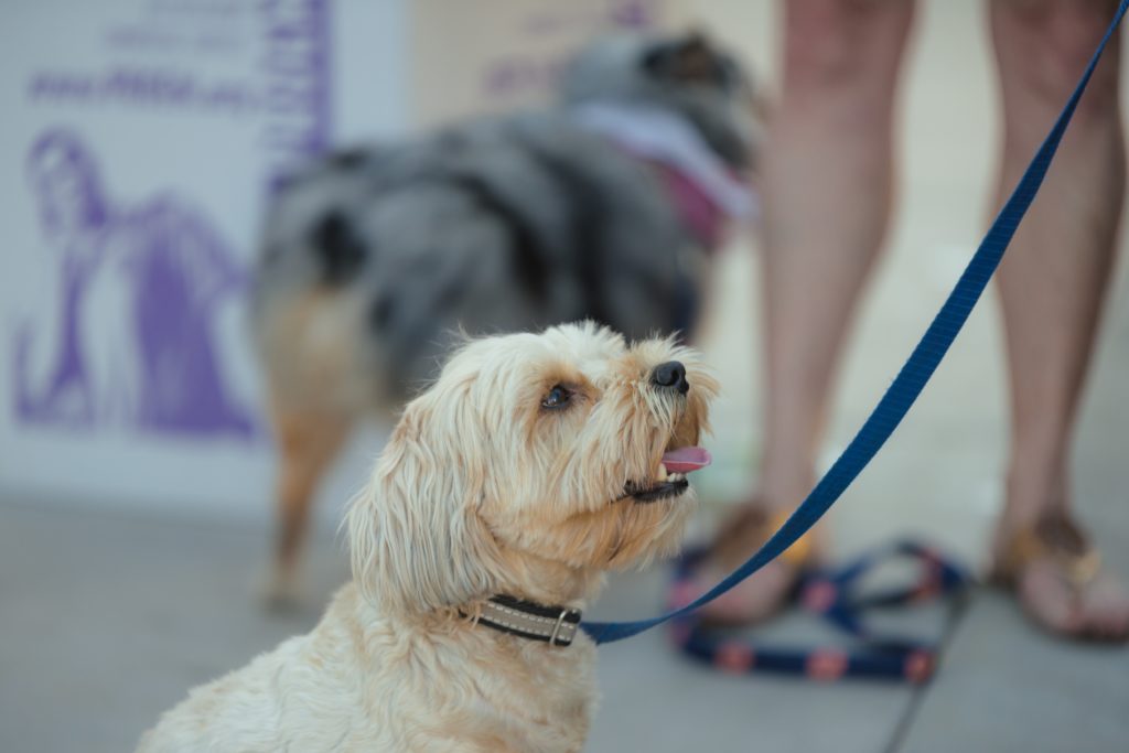 38 North grand-opening Yappy Hour