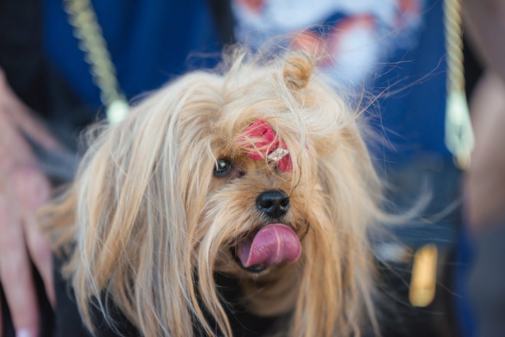 38 North grand-opening Yappy Hour