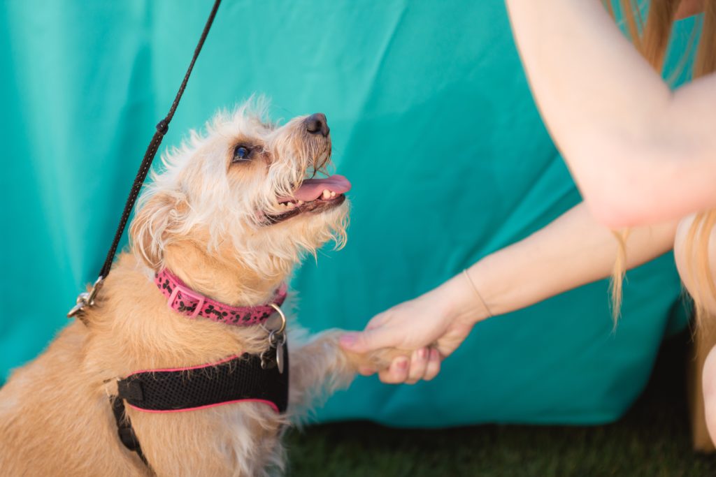 38 North grand-opening Yappy Hour