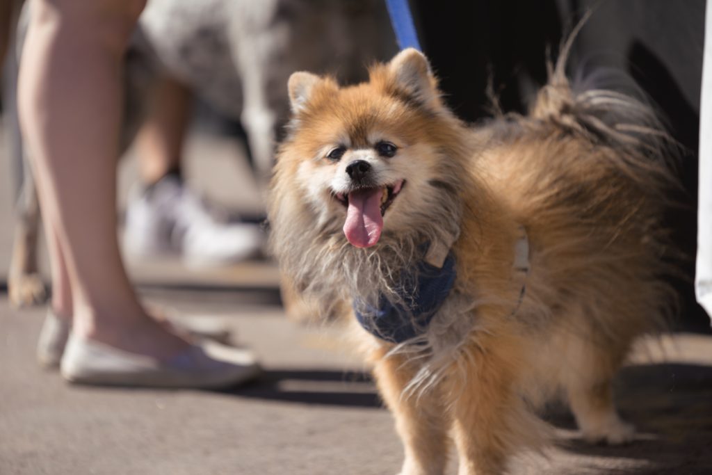38 North grand-opening Yappy Hour