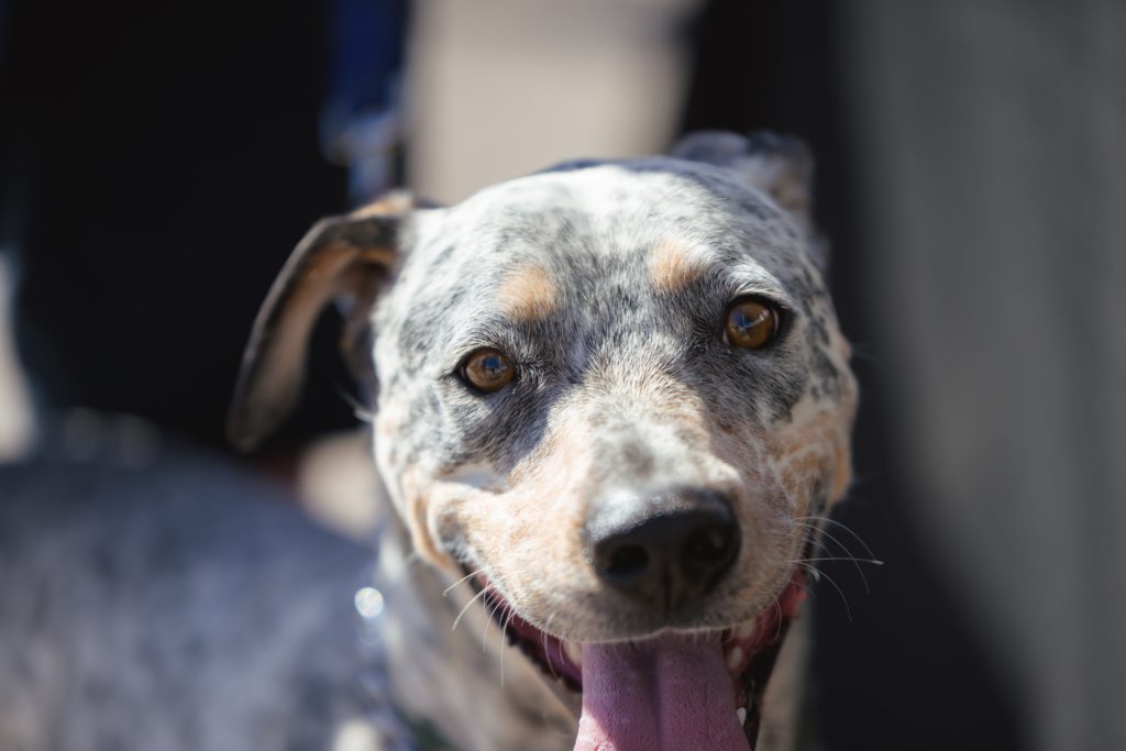 38 North grand-opening Yappy Hour