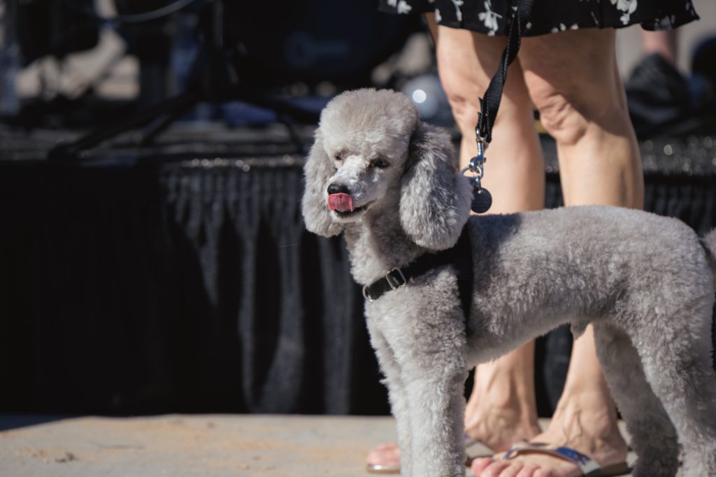 38 North grand-opening Yappy Hour
