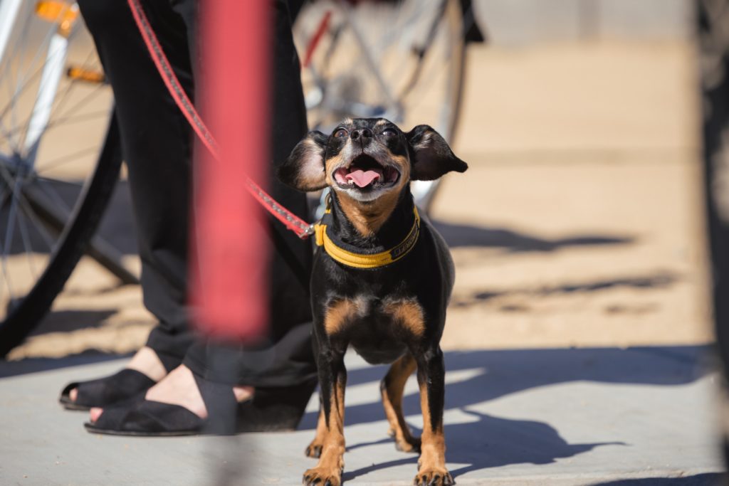 38 North grand-opening Yappy Hour