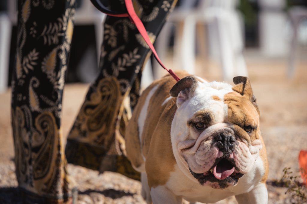 38 North grand-opening Yappy Hour