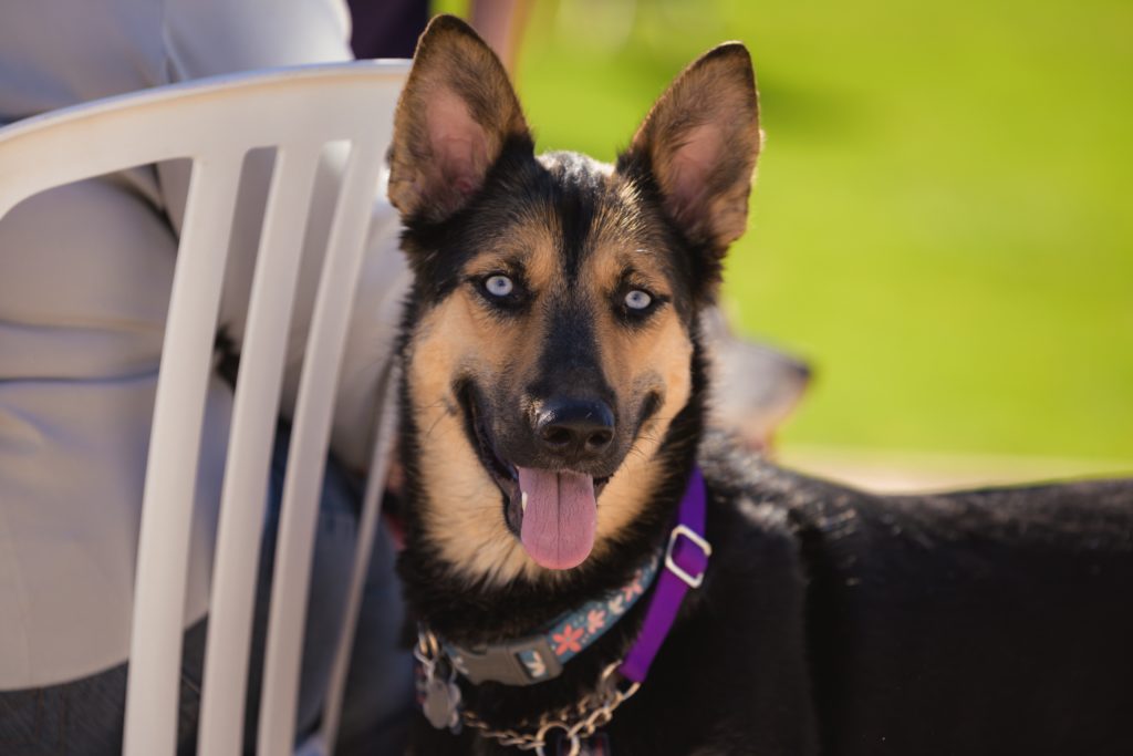 38 North grand-opening Yappy Hour