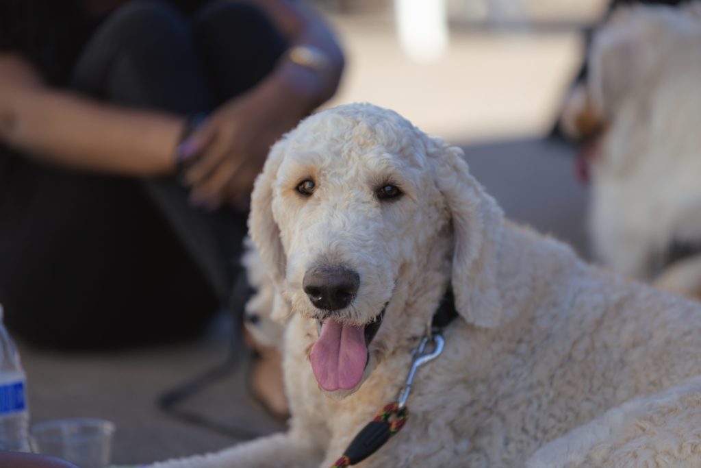 38 North grand-opening Yappy Hour