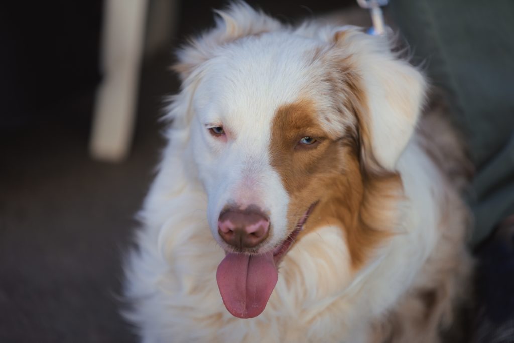 38 North grand-opening Yappy Hour