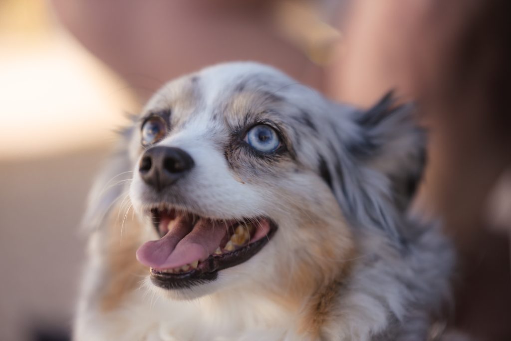 38 North grand-opening Yappy Hour