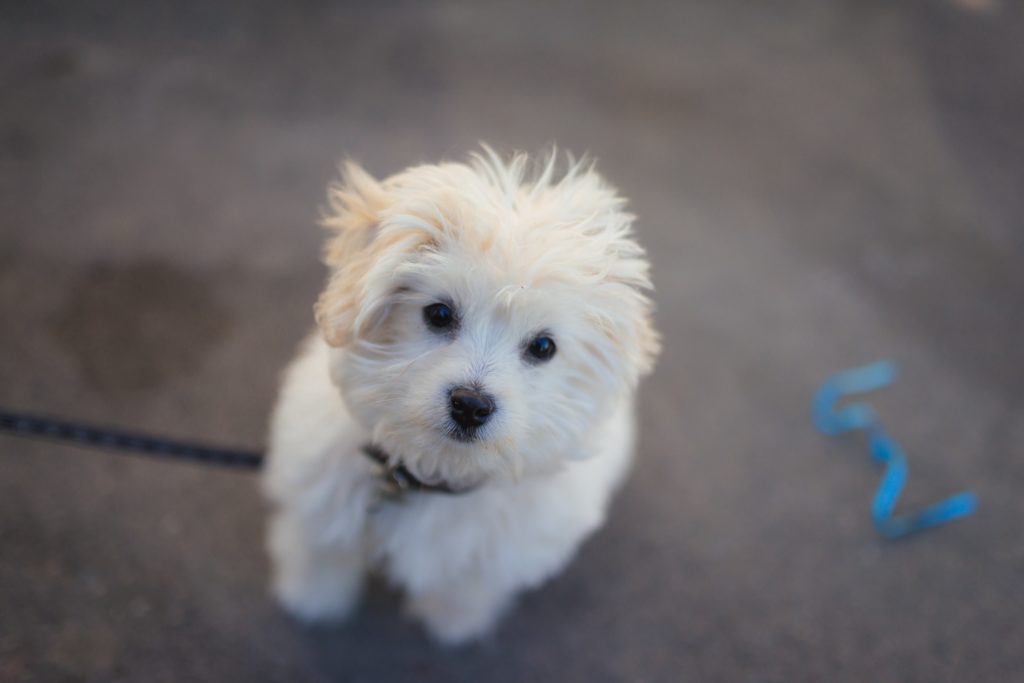 38 North grand-opening Yappy Hour