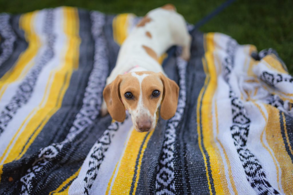 38 North grand-opening Yappy Hour