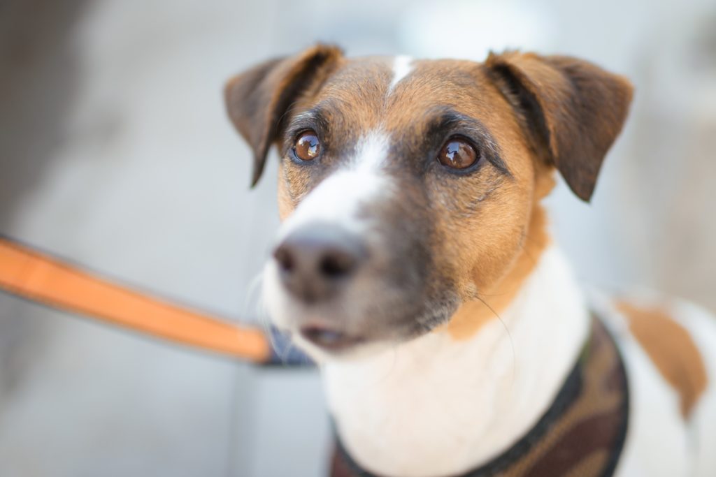 38 North grand-opening Yappy Hour