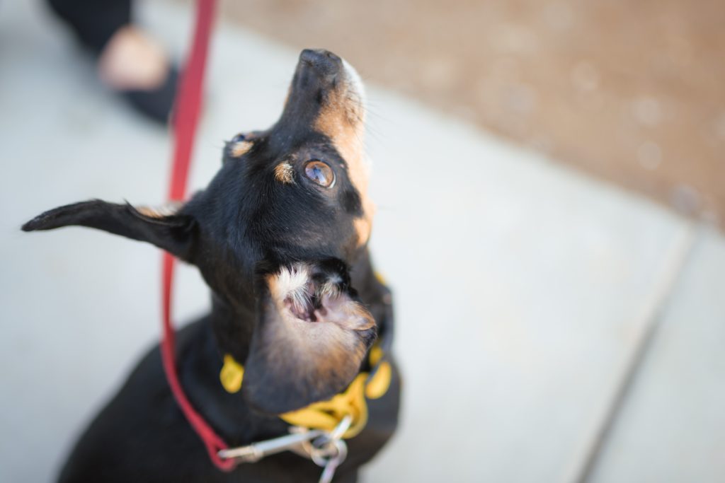 38 North grand-opening Yappy Hour